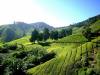 【職人故事】對土地的那份執著 有機茶農奮鬥歷程