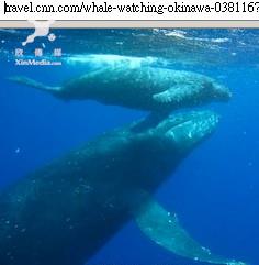 旅遊欣視界／冬天來沖繩 與鯨魚共樂