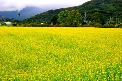 花蓮賞花趣!譜寫一年四季花遊記 不只洄瀾山海 更有美麗花海