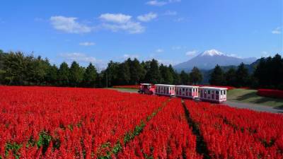 【趣吧】日本郵輪旅遊推薦:沖繩 石垣島 鳥取!遊輪包車這樣玩