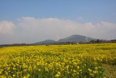【趣吧】2020韓國花季:濟州島油菜花 首爾櫻花!韓國超美花海10選