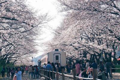 【趣吧】2020韓國花季:濟州島油菜花 首爾櫻花!韓國超美花海10選