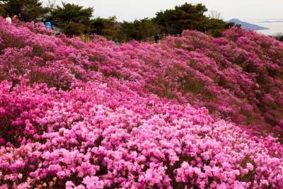 【趣吧】2020韓國花季:濟州島油菜花 首爾櫻花!韓國超美花海10選