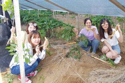 【趣吧】2020韓國花季:濟州島油菜花 首爾櫻花!韓國超美花海10選
