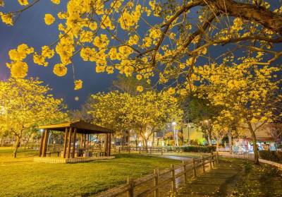 【趣吧】全台風鈴木景點6選推薦!黃金洋紅風鈴木讓你拍好拍滿