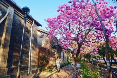 【趣吧】全台風鈴木景點7選推薦!黃金洋紅風鈴木讓你拍好拍滿