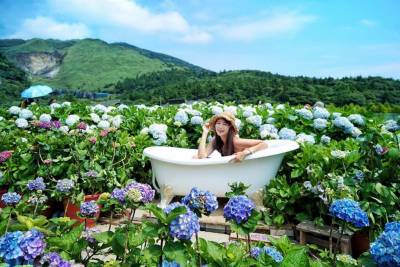 【趣吧】陽明山花季來囉!陽明山海芋×繡球花景點 美食 交通指南