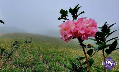 後山小調~六十石山山茶花開時