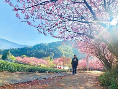 【趣吧】全台櫻花季最前線地圖|2021最推北中南9條賞櫻路線