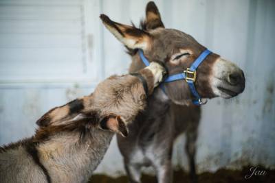 「星寶」體驗農場近距離動物互動 網美咖啡廳在地排隊美食限量供應