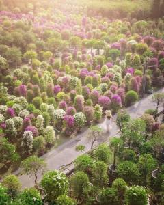 全台九重葛四大景點|春日追尋九重葛花的腳步來一趟賞花住宿之旅
