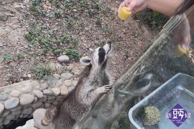 動物園特製月餅 動物萌吃月餅慶中秋