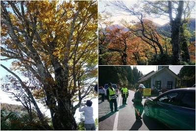 台灣山毛櫸換新裝 太平山10 16起實施動態管制