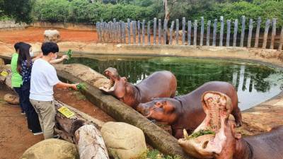 全台獨有!捆草球餵食互動 六福村河馬體驗搶鮮登場