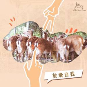 動物互動體驗風行 「友善動物」議題應更受重視 人氣生態園區「斑比山丘」教你藉「這幾招」與梅花鹿融洽相處