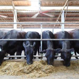 農場晃晃堅持人道飼養|天然穀類讓牛豬雞健康長大