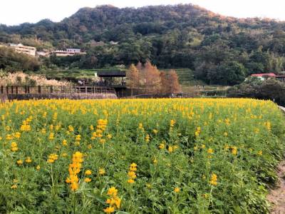 貓空休閒農業區 獲「台灣景觀大獎」肯定