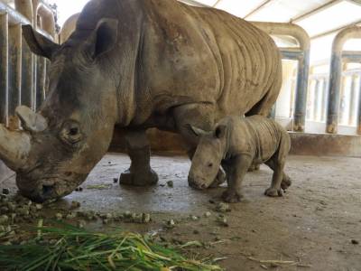 母親節最「犀」睛 六福村新生小犀牛「花生醬」報到