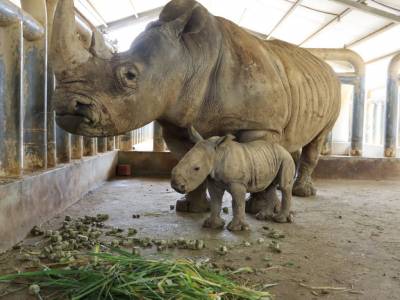 母親節最「犀」睛 六福村新生小犀牛「花生醬」報到