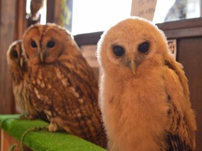 讓惹人憐愛的動物們來療癒身心靈♡嚴選4間東京都內的動物咖啡廳♪