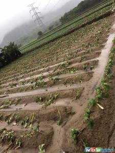 豪大雨造成農損 新北協助爭取農業天然災害救助