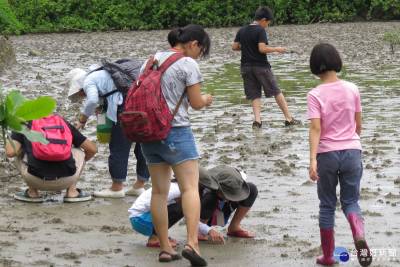 響應世界環境日 探訪學甲濕地奧秘