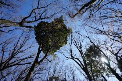 早春，東京的植物散策：4種植物觀察筆記