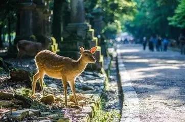 日本旅遊必去景點「奈良」，除了去奈良餵鹿，還有這「6大名勝景點4處必吃當地料理」，在教你如何便宜搭車…