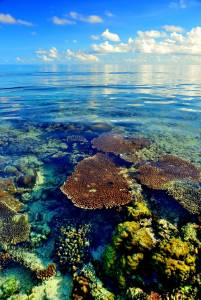 太平島八景之最非「它」莫屬！被遺忘的美麗淨土，免浮潛 免蛙鏡，岸邊彎腰就見到珊瑚外露美景...