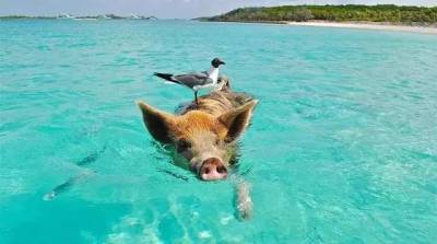 性感的粉色海灘 海里游泳的豬 加勒比海盜的故鄉，這裡比馬爾地夫還要更天堂！