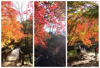 真的太美了！原來韓國楓葉要這樣賞才對。［秋日楓葉之旅］帶你去韓國的人間秘境賞楓趣！