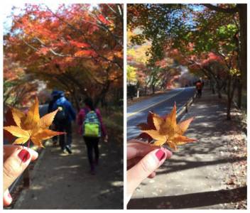 真的太美了！原來韓國楓葉要這樣賞才對。［秋日楓葉之旅］帶你去韓國的人間秘境賞楓趣！