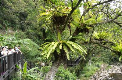 植物界最強住客 免房租還住景觀水岸房