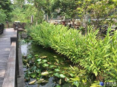 台灣溪水生態縮影 富民公園蟲鳴鳥叫生物多樣