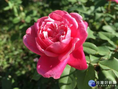 带著粉红胭脂的「替立尔先生」花型动人(图/北市公园处提供)