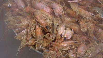 12公斤鮮蝦熬湯底 濃厚蝦湯麵滿口海味