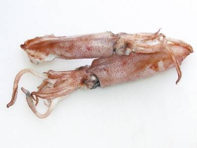 基隆鎖管季,海上夜釣搶鮮嚐|台灣好食材